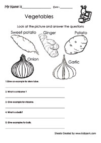 science worksheet kids