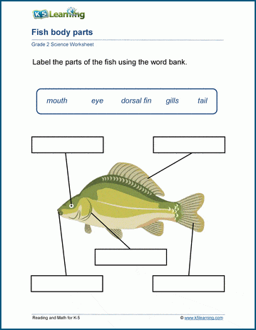 Grade 2 Science Worksheets | Worsheets library