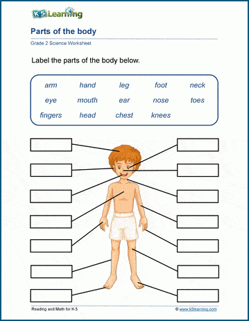 Our Bodies Worksheets | Worsheets library