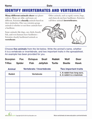 Vertebrates and Invertebrates | Worksheet 