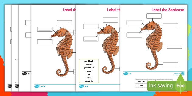 Printable Label a Seahorse Activity | Twinkl USA - Twinkl