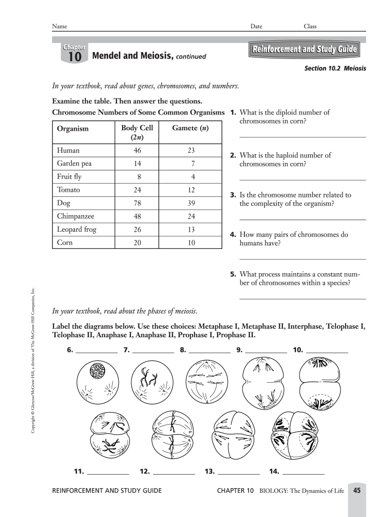 Meiosis worksheet answer key: Fill out &  sign online | DocHub