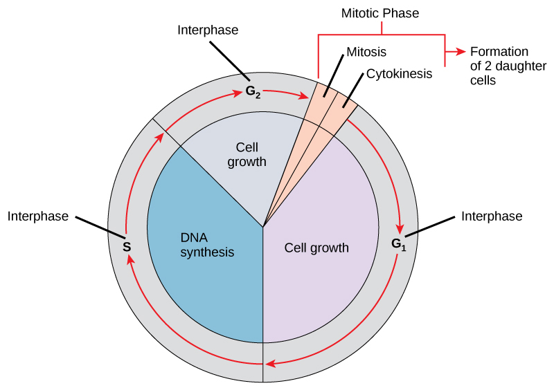 section 10 2 cell division worksheet answers