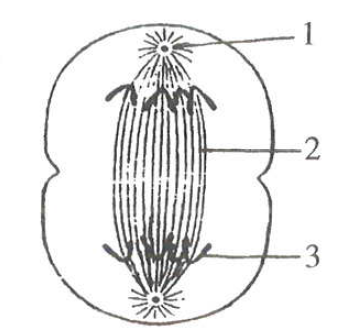 section 10 2 cell division worksheet answers