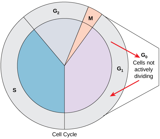 6.2 The Cell Cycle - Concepts of Biology - 1st Canadian Edition