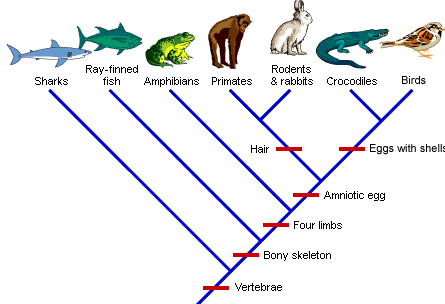 BIO CH19.2 Modern Evolutionary Classification | 530 plays | Quizizz