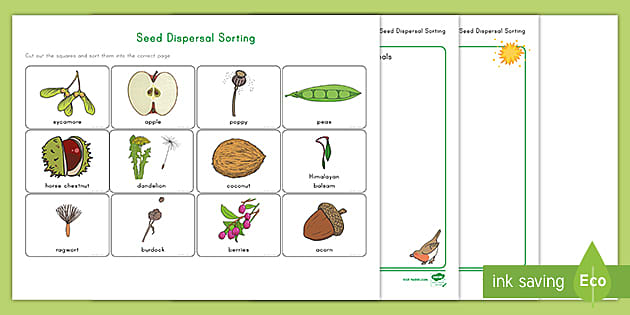 Seed Dispersal Sorting Activity (teacher made) - Twinkl