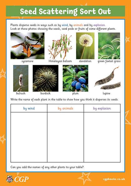 Seed Dispersal Flashcards Year 3 CGP Plus Worksheets Library Seed Dispersal Flashcards Year 3 CGP Plus Worksheets Library