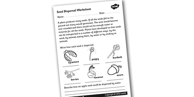 FREE! - Seed Dispersal Worksheet - Science Resource - Twinkl