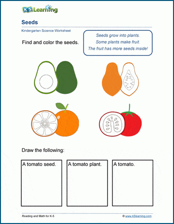 Seeds worksheets | Worsheets library