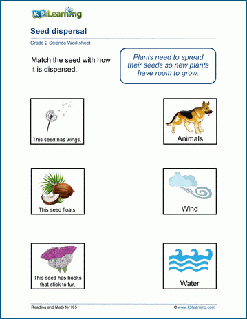 Seed Dispersal Worksheets | Worsheets library