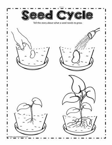 Parts of a Plant WorksheetsWorksheets | Plant life cycle worksheet ...