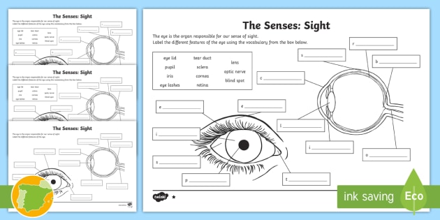 sense of sight worksheet for kindergarten
