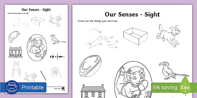 sense of sight worksheet for kindergarten