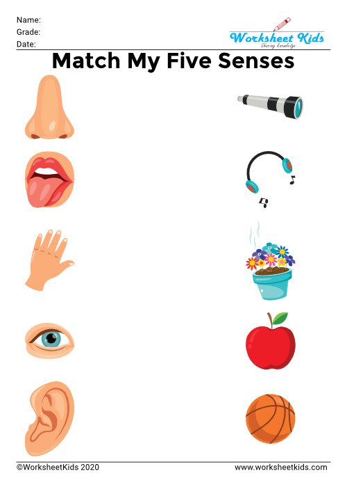 Worksheets on Sense Organs Lesson Plans &  Worksheets