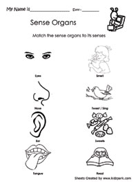 Five Senses, 60% OFF | www.consulmerc.iroute.com.ec