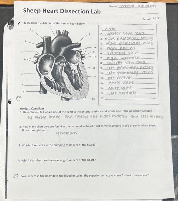 Sheep Heart Dissection Lab Guide At Lilly Sheehy Blog Sheep Heart Dissection Lab Guide At Lilly Sheehy Blog