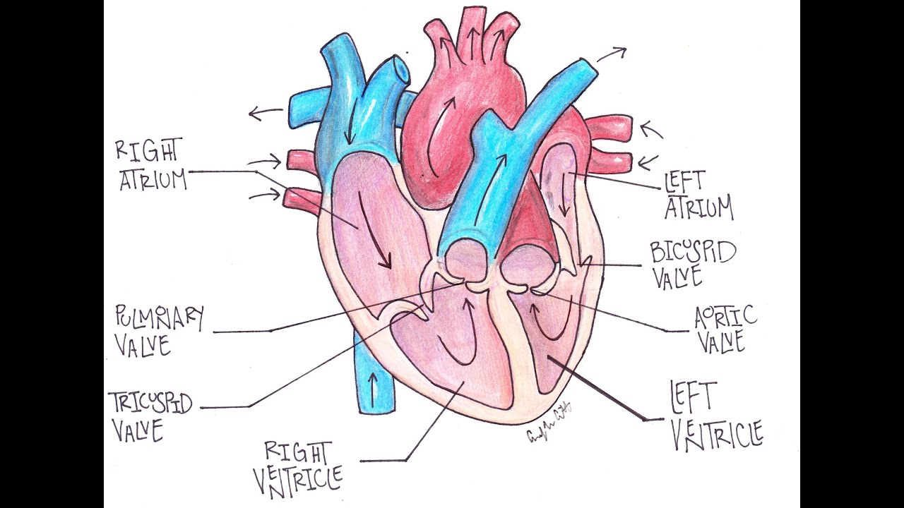 Sheep Heart Dissection