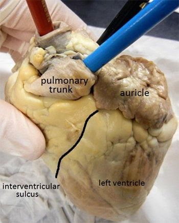 Sheep Heart Dissection - A Step by Step Guide