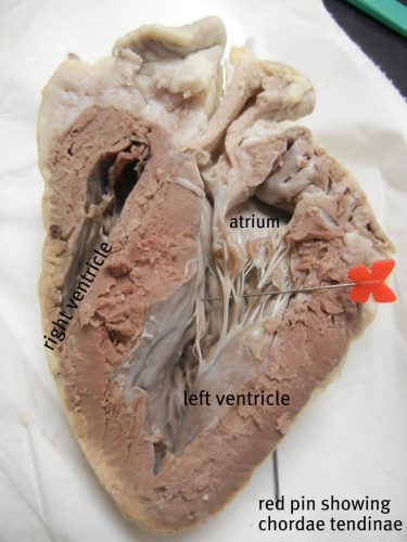 Sheep Heart