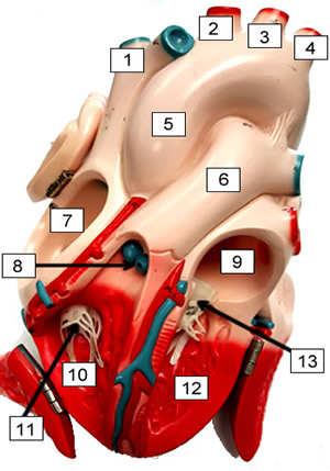Sheep Heart Dissection - A Step by Step Guide