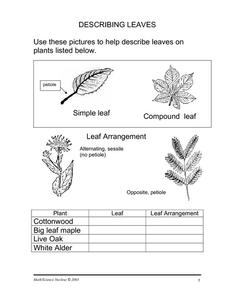 Describing Leaves Worksheet for 7th - 9th Grade | Lesson Planet