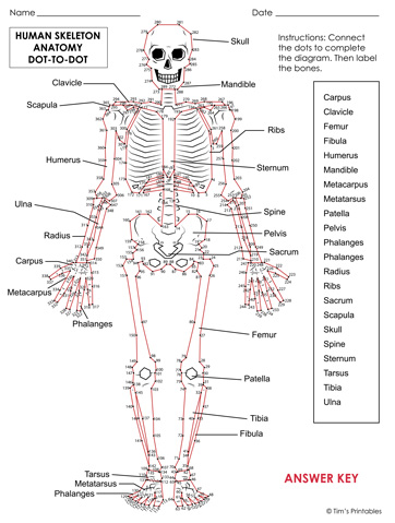Human Skeleton Anatomy Dot-to-Dot - Tims Printables