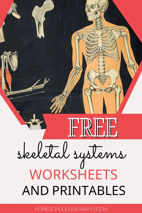 Free Skeletal System Worksheets and Printables Worksheets Library