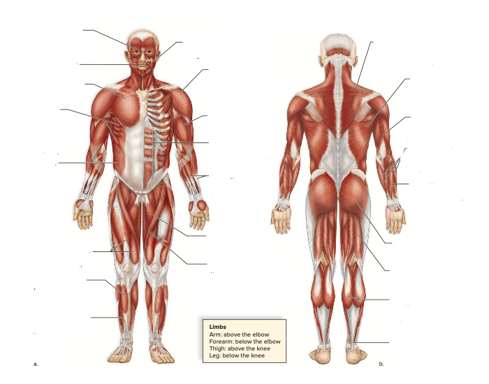 skeletal muscle worksheet