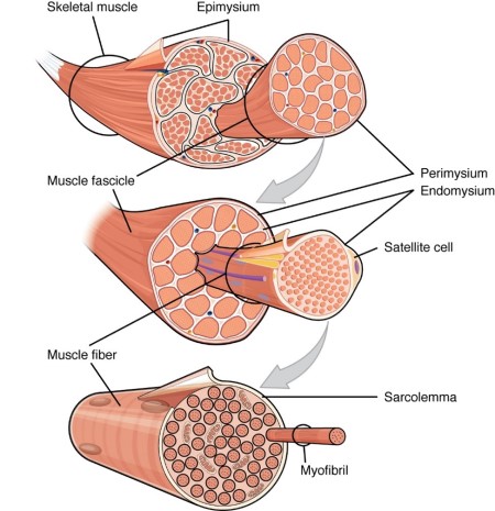 Quiz &  Worksheet - Structure &  Interaction of Skeletal Muscles ...