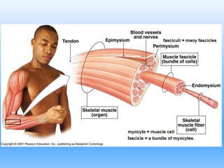 section 1, chapter 9: muscular system | PPT