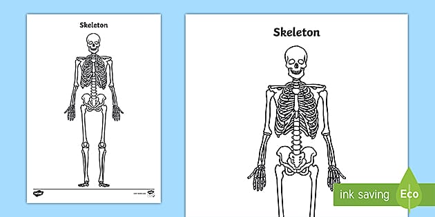 Skeleton Diagram | Blank Skeleton Worksheet (teacher made)