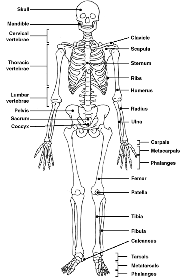 skeletal system fill in the blank worksheet