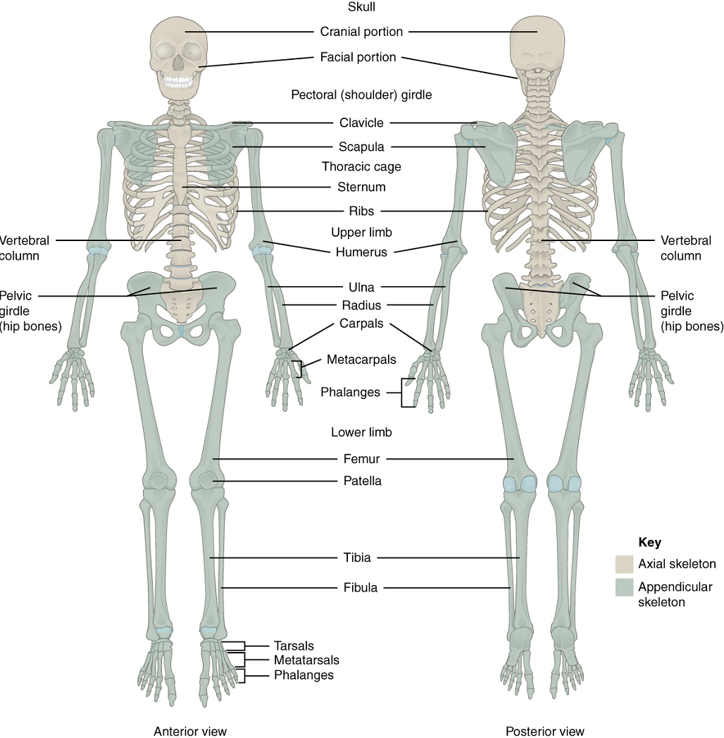 Unit 12: The Skeletal System - Douglas College Human Anatomy ...