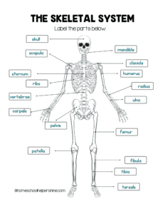 skeletal system worksheet answers