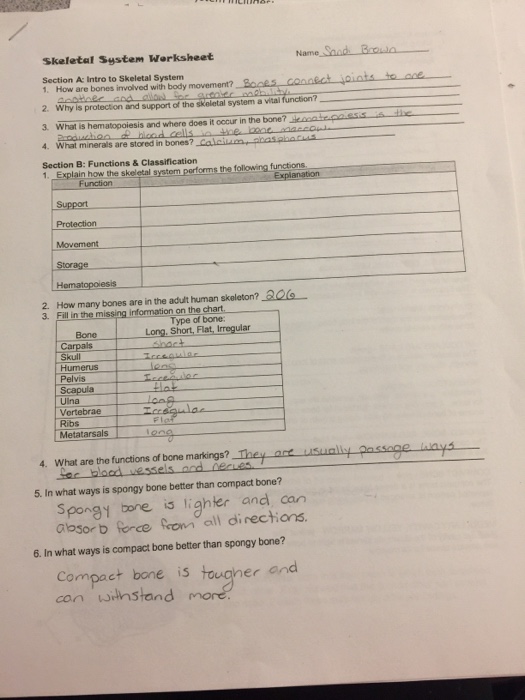 Solved Skeletel System Worksheet Section A Intro to Skeletal ...