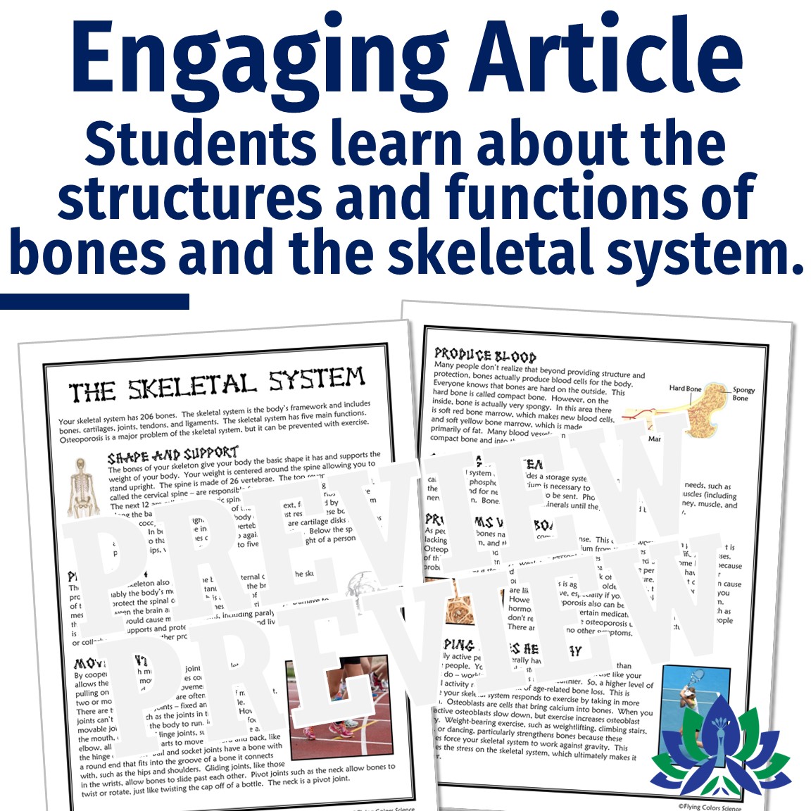 Free skeletal system worksheet key, Download Free skeletal system