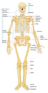 Whats Inside Your Bones? - Lesson - TeachEngineering