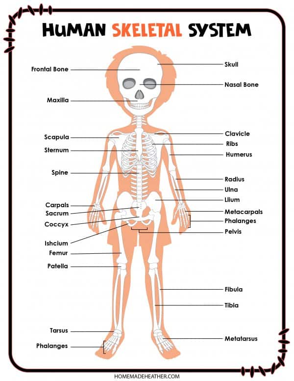 skeletal system worksheet middle school