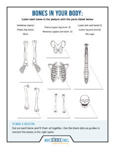 Human Skeleton Science Coloring Page