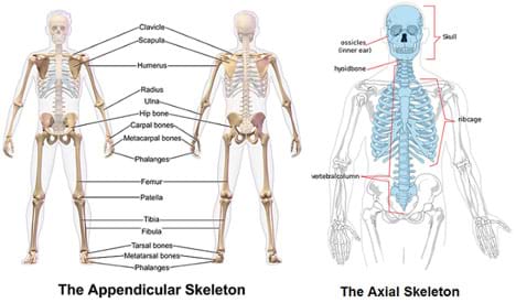 Whats Inside Your Bones? - Lesson - TeachEngineering