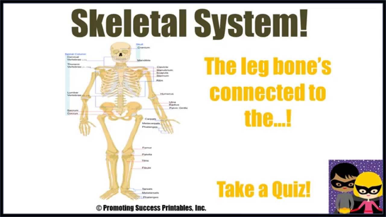 skeletal system worksheet middle school