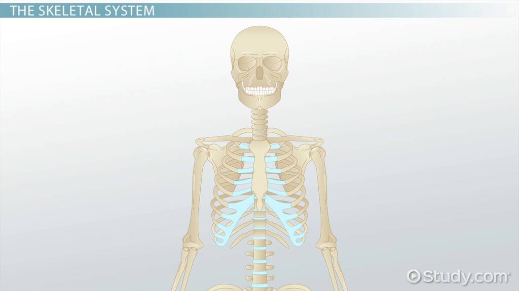 The Skeletal System Lesson for Kids: Facts &  Functions Video