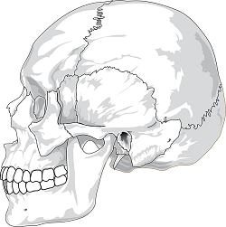skeletal system worksheet middle school