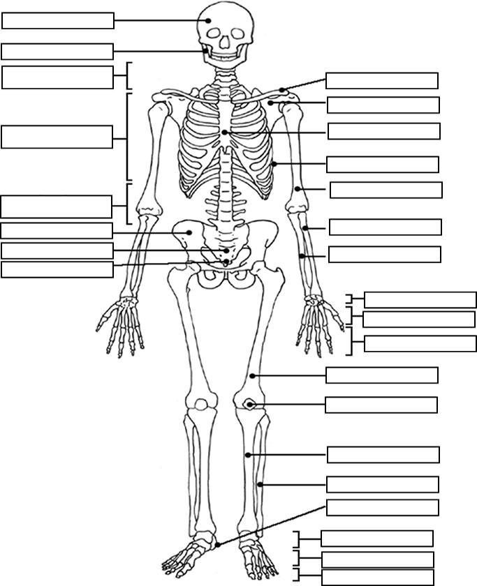 skeletal system worksheet middle school