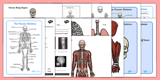 Skeletal System Worksheet resource pack (teacher made)