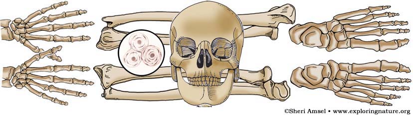 skeletal system worksheet middle school
