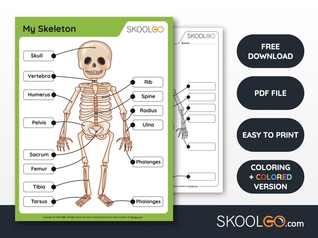 skeletal system worksheet