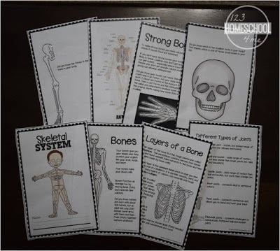 ? FREE Printable Skeletal System Worksheet Pages for Kids