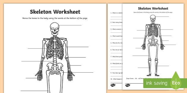 Label the Skeleton | Science Resource | Twinkl USA - Twinkl